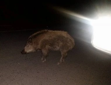 Καλαμάτα: Αγριογούρουνο παρέσυρε μοτοσικλετιστή